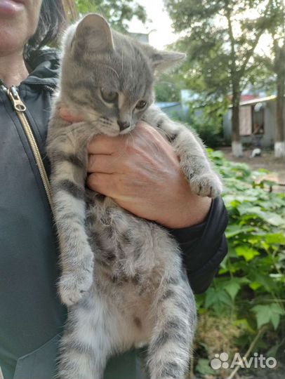 Кошка