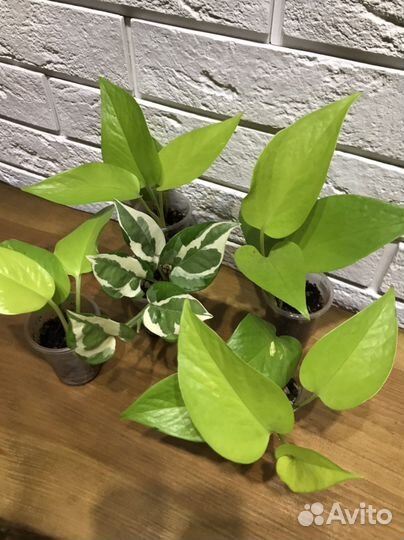 Сциндапсус эпипремнум сингониум