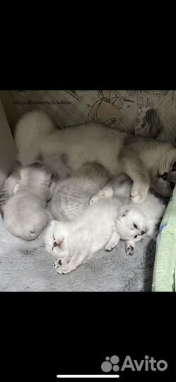 Шотландские котята