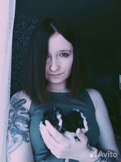 Передержка животных