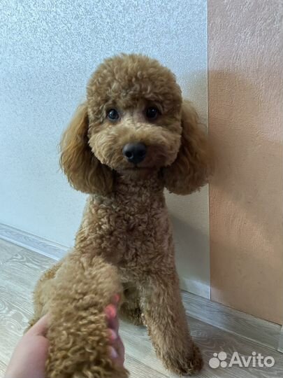 Вязка Пудель