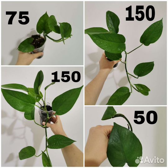 Сциндапсус/эпипремнум