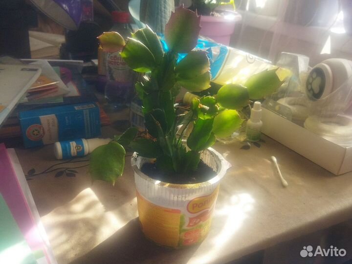 Декабрист оранжевый и красный