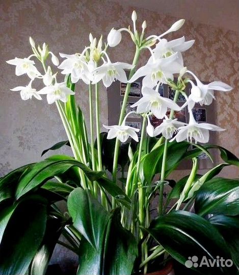 Комнатные разные