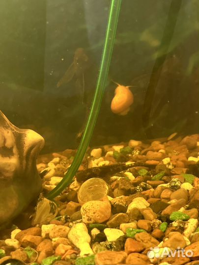 Аквариум с сомиками и улитками