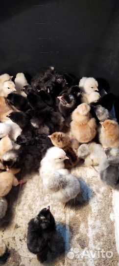 Цыплята суточные несушки