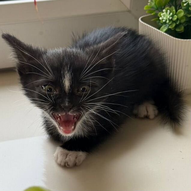 Котёнок в добрые руки