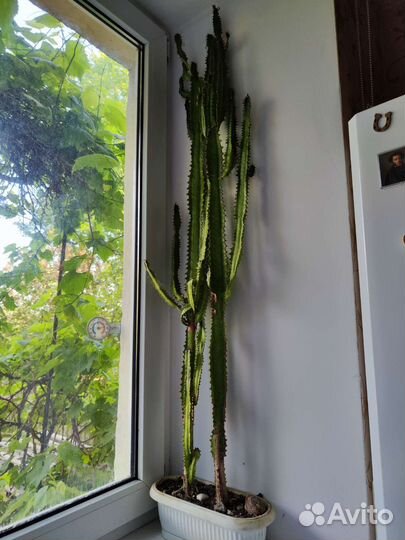 Кактус Мексиканский высокий Эуфорбия Акрурэнсис