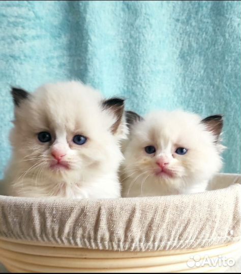 Милые котята породы “Рэгдолл”