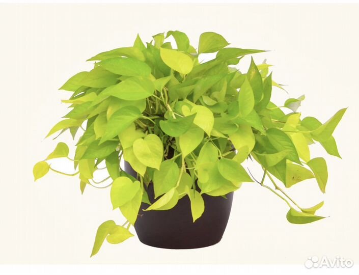 Сциндапсус пиннатум вайт