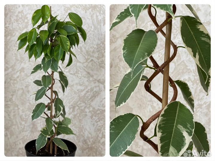 Фикусы Бенджамина (эксклюзив)