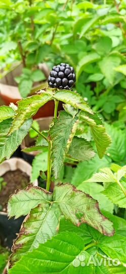 Ежевика без шипов