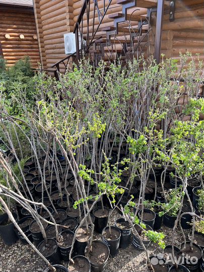 Смородина и крыжовник на штамбе