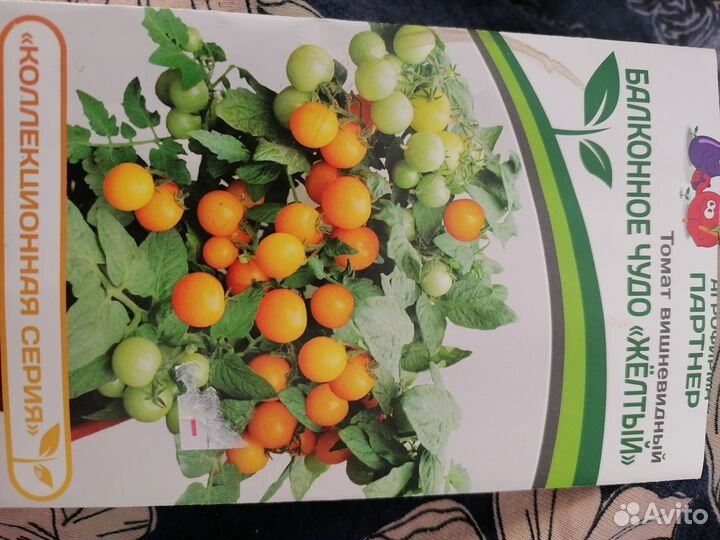 Рассада помидор