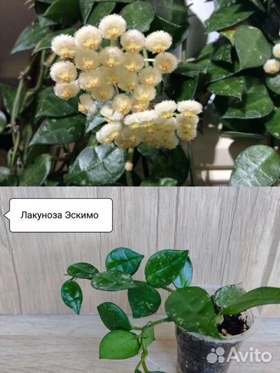 Хойя сортовая