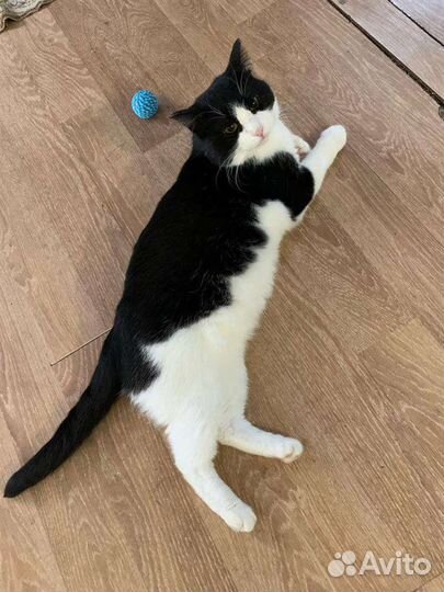 Огромный кот в дар