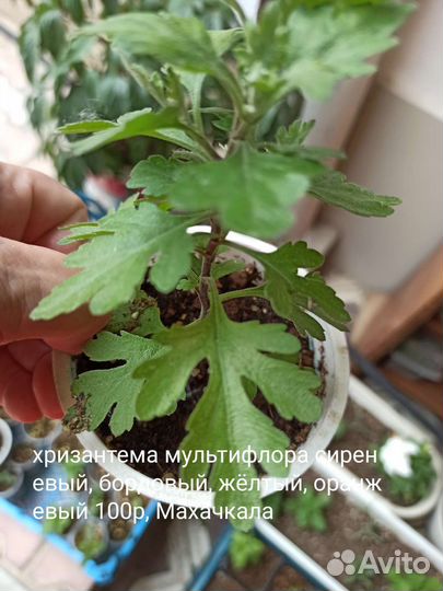 Хризантема мультифлора