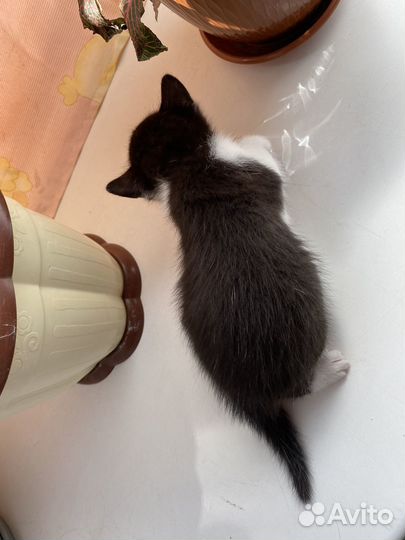 Котята в дар бесплатно