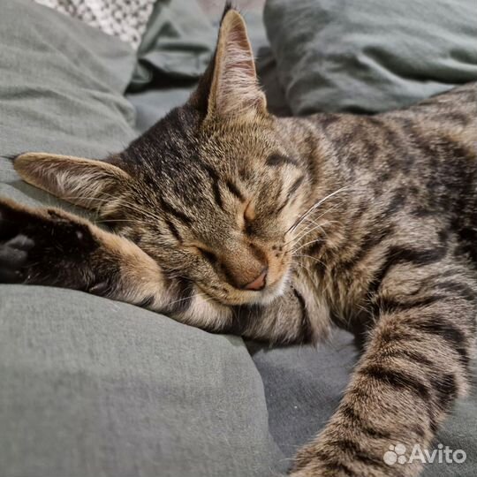 Котёнок в добрые руки (Возможна доставка)