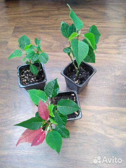 Пуансеттия (рождественская звезда)