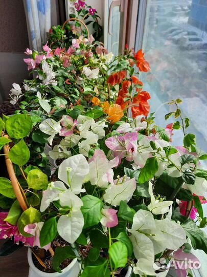 Бугенвиллия более 90 сортов