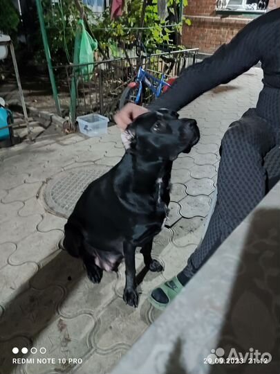 Щенки кане корсо