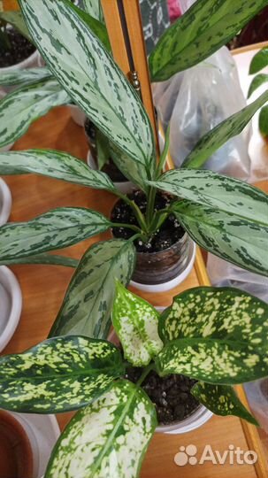 Комнатные цветы