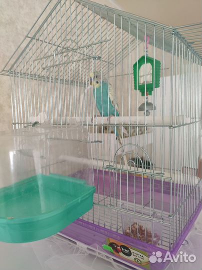 Волнистый попугай с клеткой