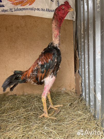 Бойцовые петухи