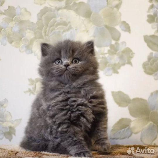 Шотланский котенок