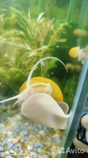 Улитки ампулярии для аквариума