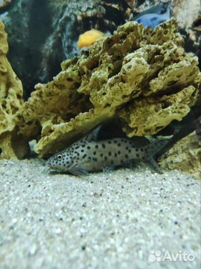 Сомы синодонис и платидорас