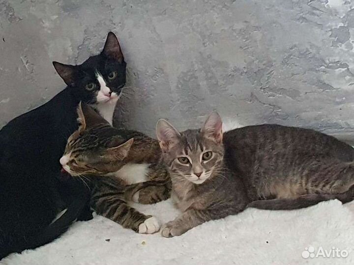 Котята в добрые руки бесплатно