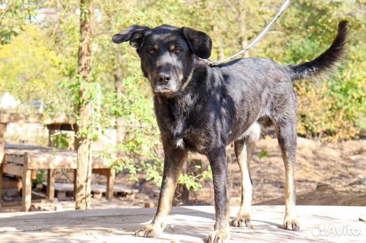 Собака в дар