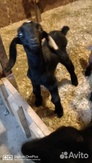 Продам козлят