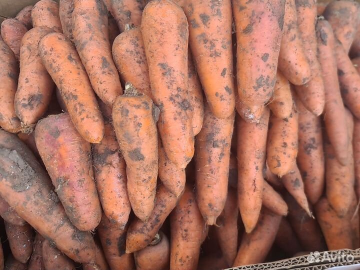 Морковь,лук,кортофел