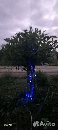 Ива плетеная