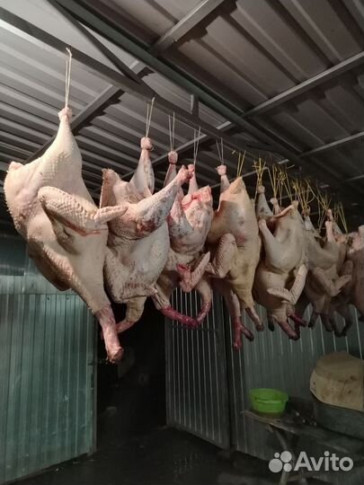 Индюки индюшки