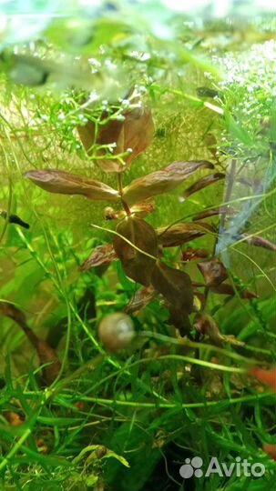 Больше 100 видов аквариумных растений