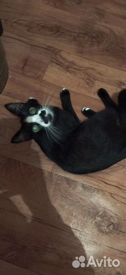 Кошка в дар