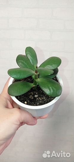 Толстянка или денежное дерево в горшке 0.2 л