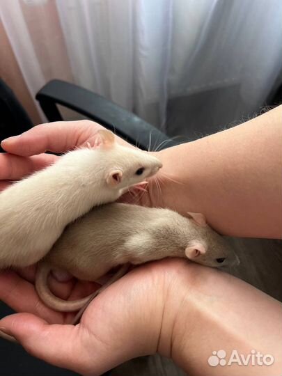 Крыса Дамбо