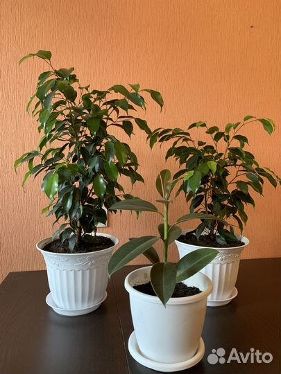 Фикус Бенджамина