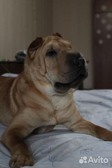 Фотосессия с шарпеем