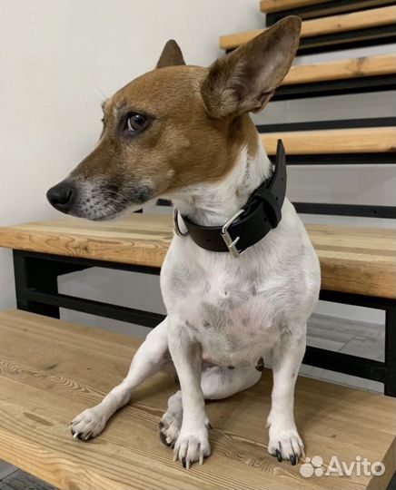 Ошейник для собак цельная кожа