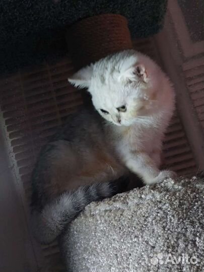 Шотландские вислоухие котята