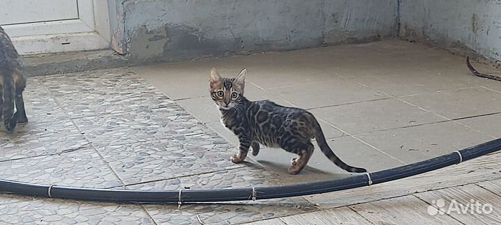 Котята бенгалы