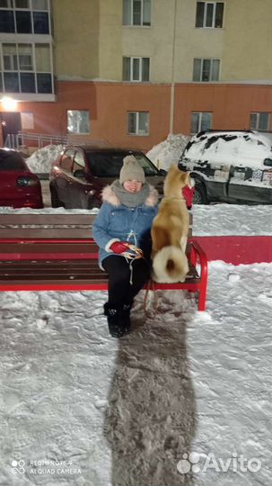 Передержка для собак в домашних условиях