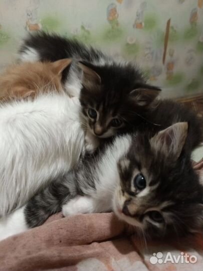 Котятки в добрые руки