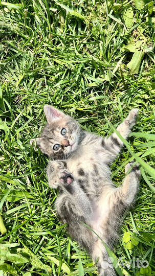 Котята в добрые руки бесплатно